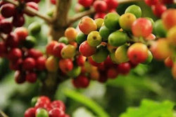 Single - Origin Coffee, gourmet coffees, and kona coffee