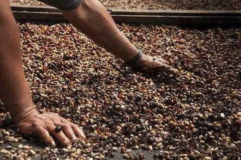 India Malabar Coffee