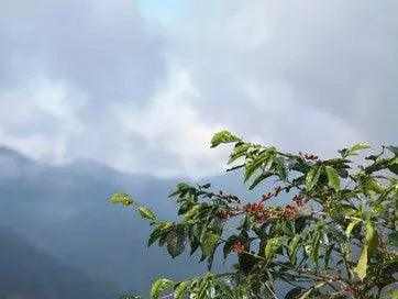Jamaica Blue Mountain Blend Coffee - My Shop Coffee