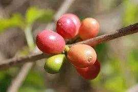 Organic Bali Blue Moon Coffee - My Shop Coffee