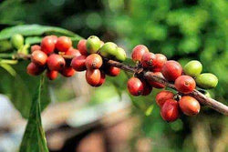 Organic Honduran Coffee