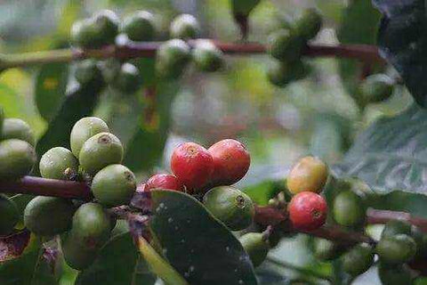 Organic Mexico 'Altura Tollan'