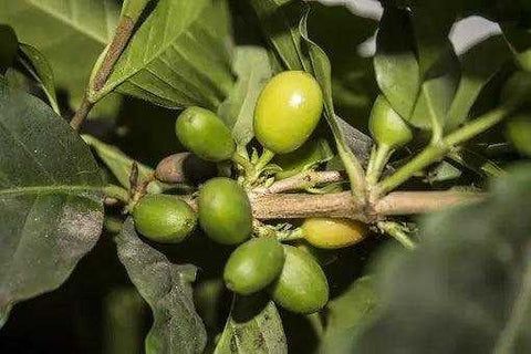 Organic Peru 'Andes Gold'