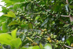 Organic Sumatra 'Black Satin'