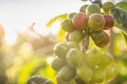 Organic Sumatra Gayo Mountain