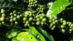 Organic Timor Coffee