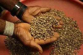 Brazil Moreninha Formosa' Coffee