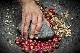Decaf Kenya AA Coffee - My Shop Coffee