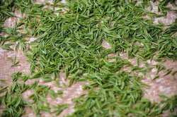 Formosa Green Dragon Oolong Tea... gourmet coffees and teas - My Shop Coffee