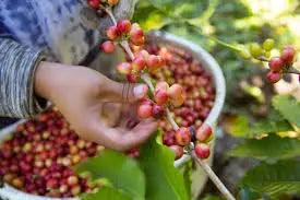 Organic Bolivia ‘La Paz’ Direct Trade Coffee - My Shop Coffee