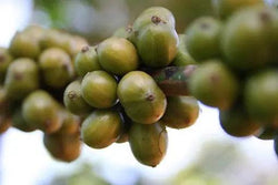 Organic Central American Beneficio Coffee - My Shop Coffee