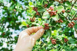 Organic Colombia Coffee