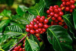 Organic Decaf 'Swiss Water'