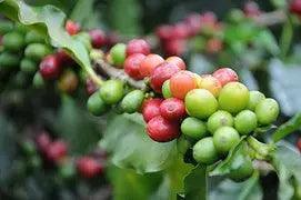 Organic Dominican Republic `Santo Domingo` Coffee - My Shop Coffee