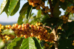 Organic Ethiopia Sidamo