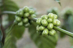 Organic Guatemala Coffee