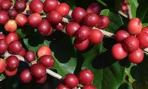 Organic Haitian Blue Mountain Direct Trade Coffee - My Shop Coffee