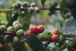 Organic Mexico 'Altura Tollan'