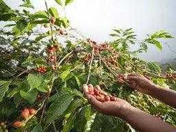 Organic Nicaragua Ceocafen