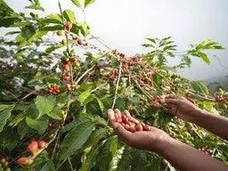 Organic Nicaragua `Ceocafen` Fair Trade - My Shop Coffee