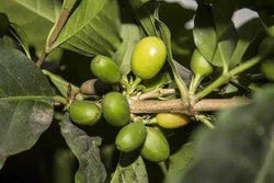 Organic Peru 'Andes Gold'