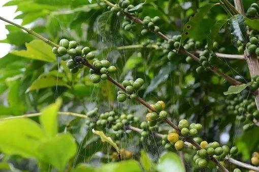 Organic Sumatra 'Black Satin Roast' Fair Trade Coffee - My Shop Coffee