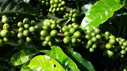 Organic Timor Fair Trade Coffee - My Shop Coffee